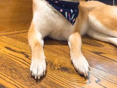 柴犬-柴务处·柴犬主题狗咖