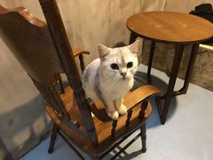 -猫色咖啡·猫咖