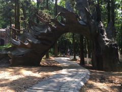 -象山森林公园