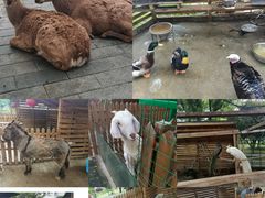 -鹅湖玫瑰文化园