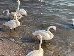 -烟墩角天鹅湖