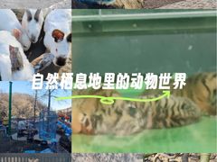 -栾川竹海野生动物园