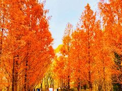 -三里屯东五街银杏大道