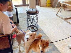 -上海崇明金茂凯悦酒店