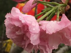 -天适樱花悠乐园