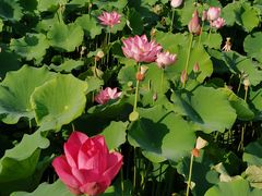 -莲花池公园