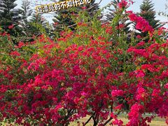 -深圳湾公园(南山区)