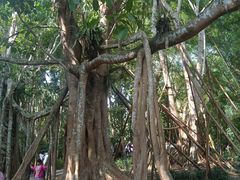 -中国科学院西双版纳热带植物园