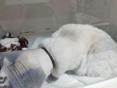 -宠颐生动物医院·心脏科·保险定点(锦阳分院)