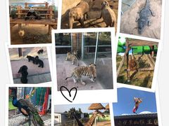 -西霞口神雕山野生动物世界