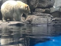-海合安武汉极地海洋公园