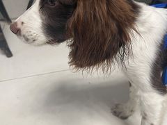 -关爱动物医院·心脏·中兽医·异宠(金牛路分院)