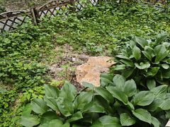 -黑龙江省森林植物园