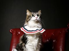 -超宠爱宠物摄影-Super pet