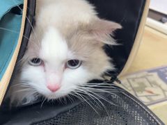 -艾贝尔宠物医院·狂犬免疫点(江山金象城店)