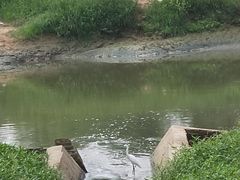 -白鹭湾湿地公园