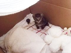 -艾贝尔宠物医院·24H转诊中心·肿瘤猫专科(江宁双龙店)