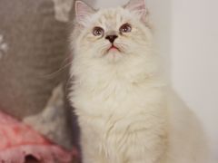 -Bastet sally猫舍购宠(静安店)