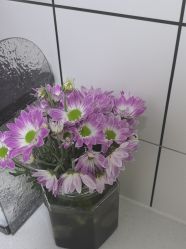 -薇薇安花系SPA