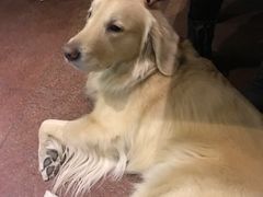 -百好乐宠物友好餐厅(朝外大街店)