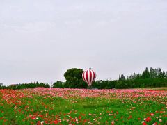 -金卉庄园