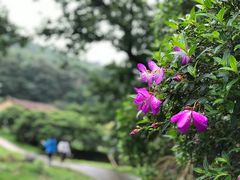 -广州市石门国家森林公园