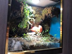 -野菌皇海景野生菌火锅(滨海大道店)