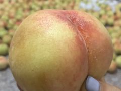 -南汇新场正宗水蜜桃采摘