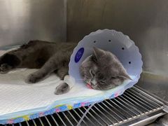 -中农国际动物医院24小时·猫科·骨科·急重症中心