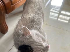 -宠福鑫康馨动物医院·骨科·眼科