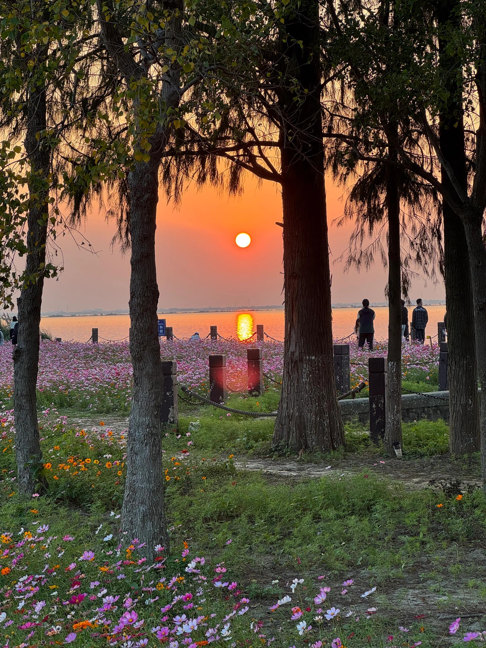 淀山湖花海公园图片