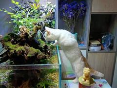 -喵的天空名猫咖啡馆·撸猫·猫舍·用品