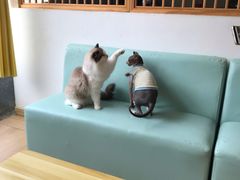 -猫在这儿猫咪咖啡馆·撸猫馆