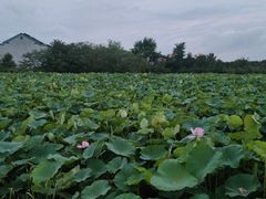 -梁鸿国家湿地公园