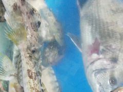 -宾朋海鲜特色美食餐厅·纯手工鲅鱼水饺(兴海路店)