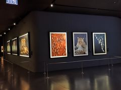 -罗红摄影艺术馆