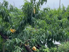 -老袁家蜜桃农场·阳山水蜜桃