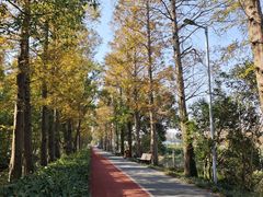 -上海长兴岛郊野公园