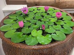 -第六季自助餐厅(甜水园店)