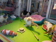 -哈尔滨道外花鸟鱼市场