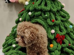 -有喵·猫咖·狗咖·40+猫狗有小奶狗(岗厦店)