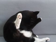 -鼓捣猫呢主题猫咖店