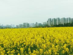 -白鹭湾湿地公园