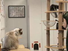 -楼上猫咖(罗湖店)
