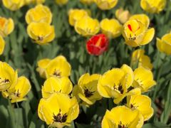 -石家庄市植物园