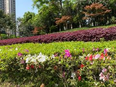 -重庆彩云湖湿地公园