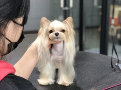 -欣怡宠物店