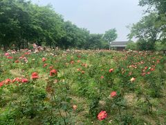 -鹅湖玫瑰文化园