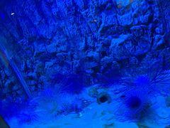 -北戴河圣蓝海洋公园