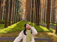 -黄海国家森林公园